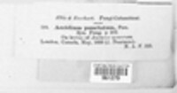 Tranzschelia discolor image